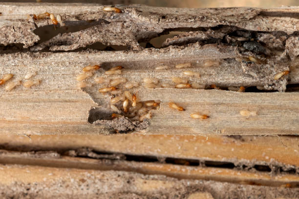 Best Emergency Pest Control  in Pierre, SD