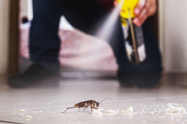 Spider Control Near Me in Pierre, SD